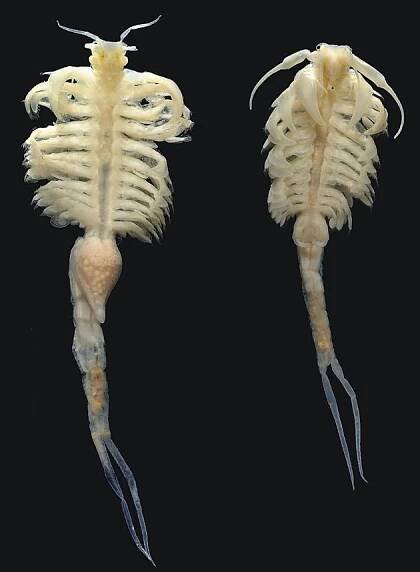 Large Relative of 'Sea-Monkey' Found in Idaho