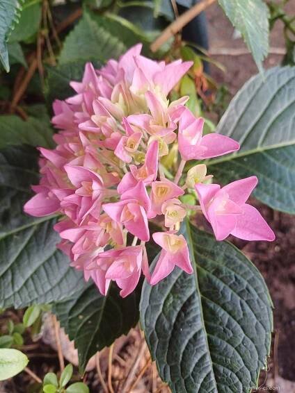 Hortenzie velkolistá You and Me Perfection (Hydrangea macrophylla)