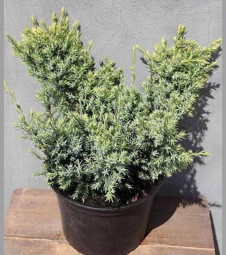 Jalovec šupinatý 'Holger' květináč 2 litry, výška 20/25cm, pokryvný | Viame.cz
