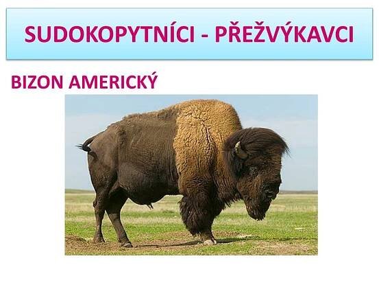 PPT - SUDOKOPYTNÍCI - PŘEŽVÝKAVCI PowerPoint Presentation, free download - ID:6289010