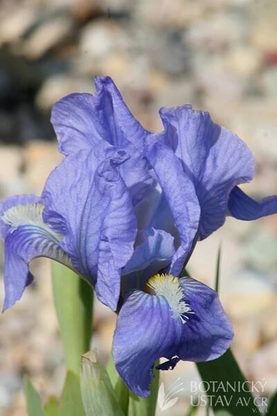 Iris barbata nana Pepita (2)