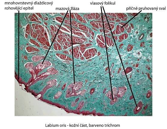 Labium oris, kožní část (obrázek) – WikiSkripta