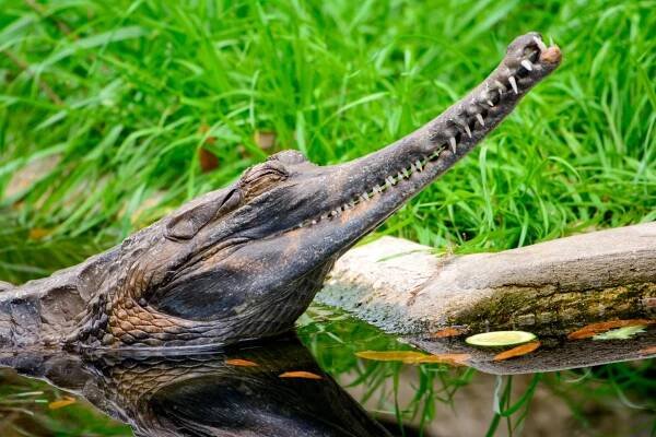 Weird & Wonderful Vol 10: False gharial [Tomistoma schlegelii]