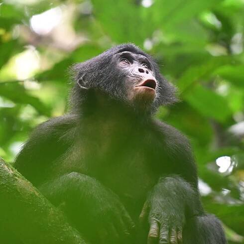 In the Calls of Bonobos, Scientists Hear Hints of Language