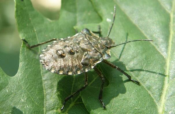 Obrázek - Pentatoma rufipes (kněžice rudonohá) | BioLib.cz