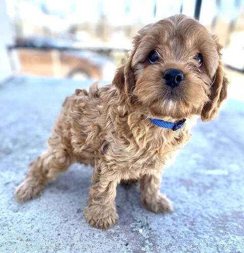 Puppies We Have Sold 