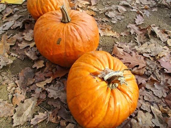 Tykev okrasná Jack O Lantern (Cucurbita pepo var ovifera)