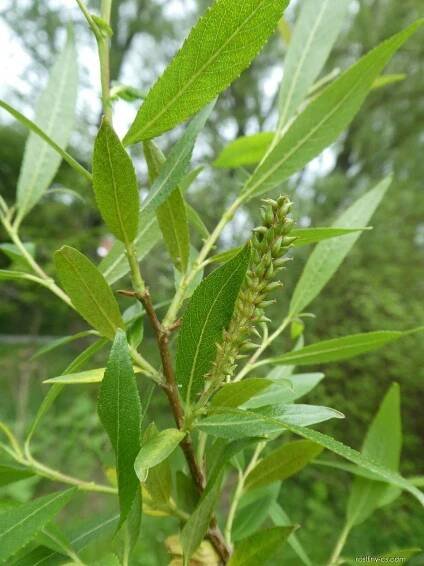 Vrba trojmužná Semperflorens (Salix triandra)