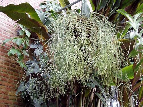 Rhipsalis cassutha