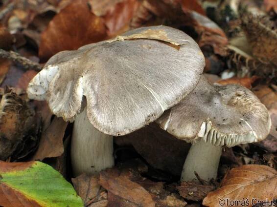 Tricholoma - čirůvka - myko.cz