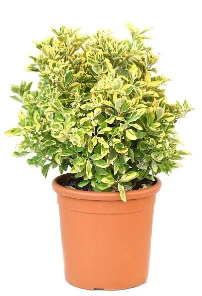 GROW by OBI Brslen japonský "Aureus" (Euonymus japonicus), 25 cm, kv. cca 10 l