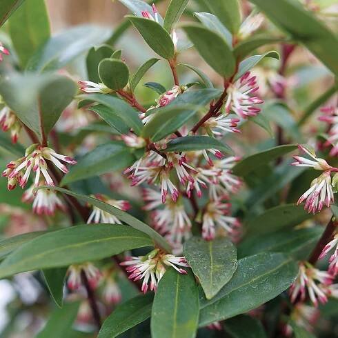 Sarcococca Sweet & LoTM Sweet Box