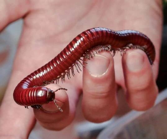 what does a centipede symbolize