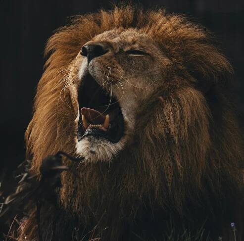 Základová fotografie na téma afrika, chlupatý, chování zvířat, divočina, divoké zvíře, divoký, džungle, fauna, fotografie