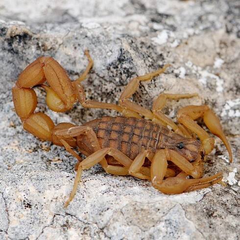How Scorpion Tails Do the Bend and Twist