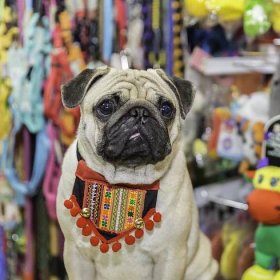 Chinese Pugs: History, Art, And More!