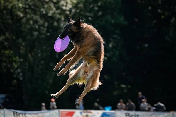 V Tovačově se chystá mezinárodní psí svátek v dogfrisbee