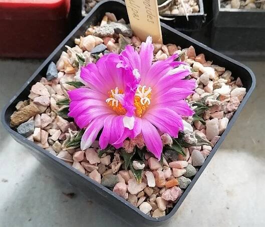 A.agavoidesTulaTamaulipas.jpg