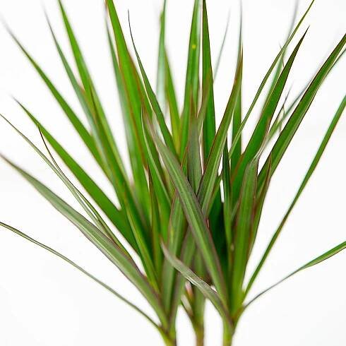 Dracaena marginata Ø12cm