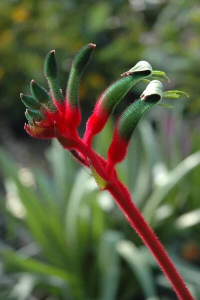 Anigozanthos – Kalantzis Fyta