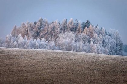 Zmrzlý les photo