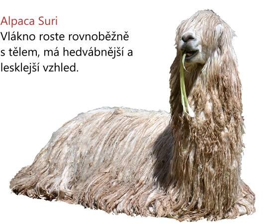 lama-alpaka-suri-www.chlupatalama.cz