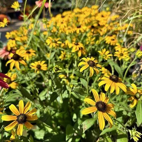 Pick of the Week, Our Team's Favorites - Good Earth Garden Center