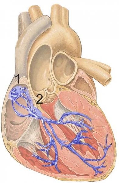 File:Reizleitungssystem 1.png - Wikimedia Commons