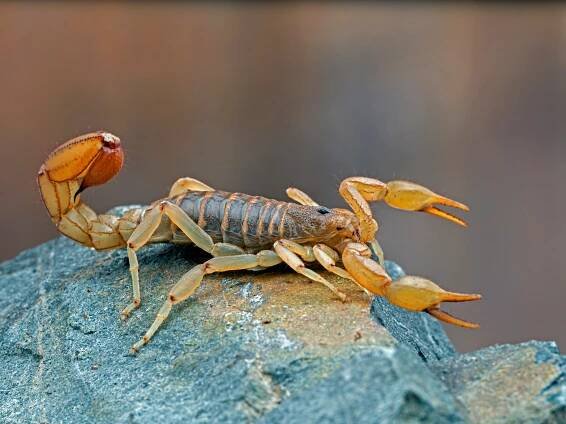 Close-up of an Arizona stripe-tailed scorpion on a rock.