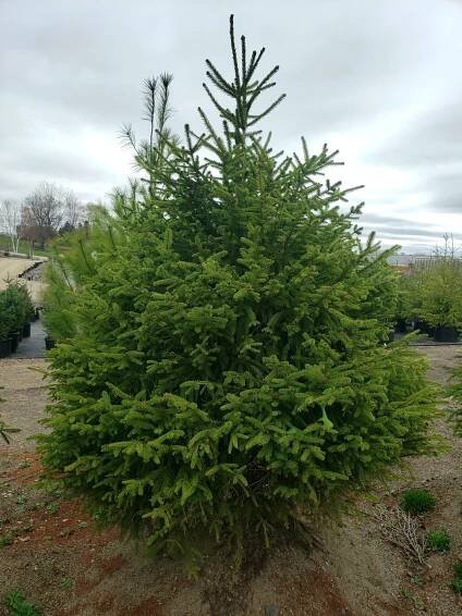 The Norway Spruce - Knechts Nurseries & Landscaping