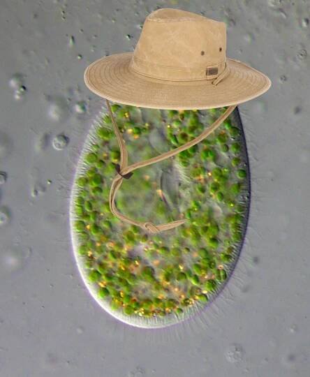microbiology on Tumblr