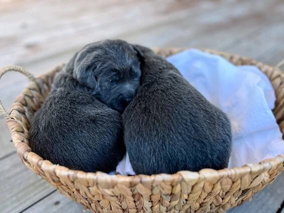 Available Silver & Charcoal Labrador Puppies - AKC Registered