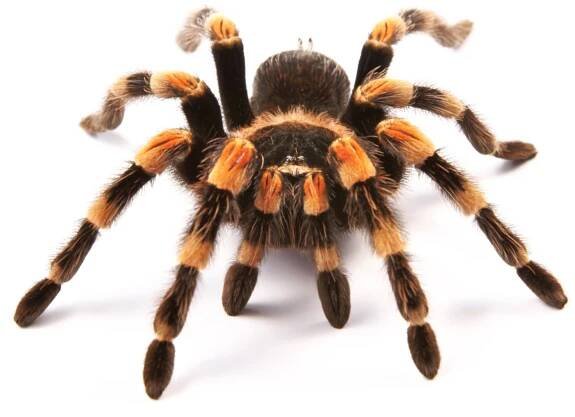 Tarantula (Asst sp.)