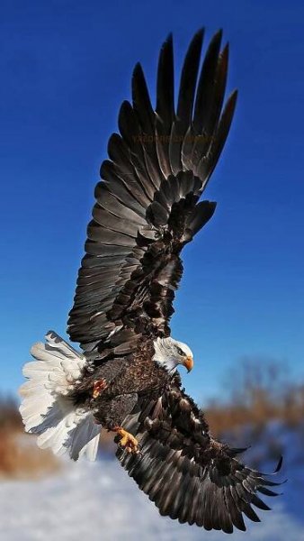 an eagle flying through the air with it's wings spread out and its talon extended