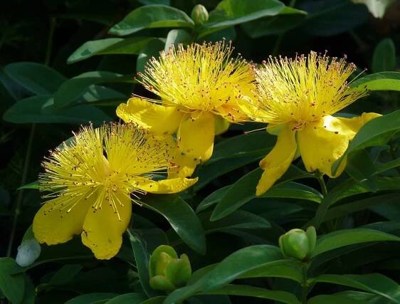 Hypericum calycinum péče a použití