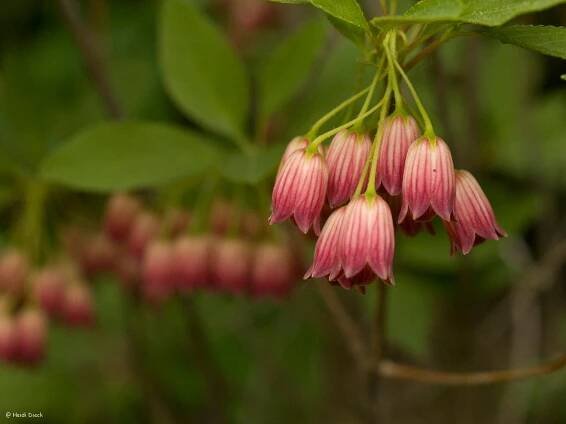 enkianthus-campanulatus-red-bells_1__PID:cbf843cf-dafe-4820-a98c-bb83f907ef9e