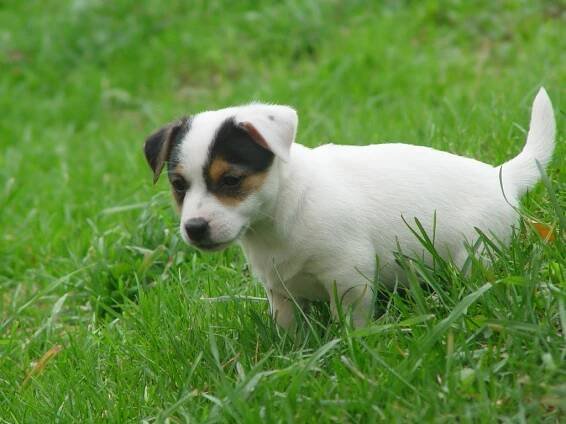Jack Russell Teriér | Chov psů | Carpentalis Moravian Ranch