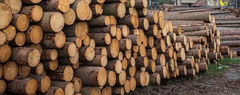 Nákup a prodej kulatiny - woodmark.cz