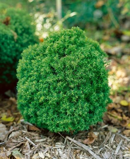 Thuja occidentalis ´Teddy´ , Zerav západní, 10-15 cm, C1