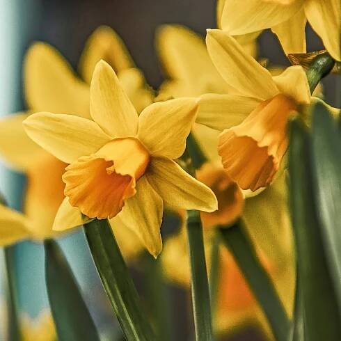 Daffodil