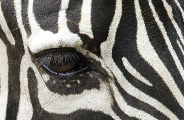 Káhirská zoo vydávala osla za zebru, namalovala na něj pruhy