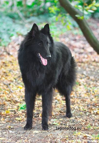 DIAMOND DESMOND Hvězdná laguna – Hvězdná laguna / Groenendael, Tervueren