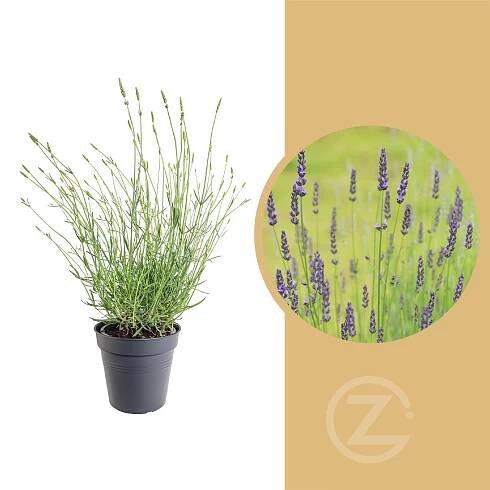 Levandule lékařská, Lavandula angustifolia Grosso, 3 l, skladem