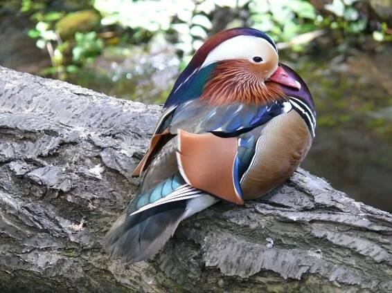 Aix galericulata - kachnička mandarínská