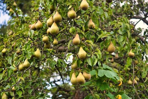 Bartlett Pear Trees (Williams Pear Trees): Plant Care & Growing Guide