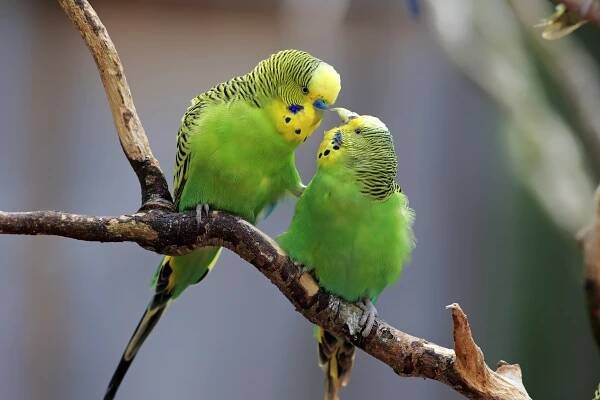 How To Tell Budgie's Gender?