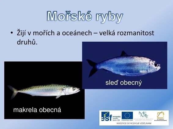 PPT - RYBY SLADKOVODNÍ A MOŘSKÉ PowerPoint Presentation, free download ...