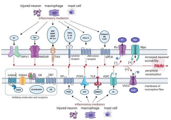 Figure 1. Neuronal ion channels, receptors and their ligands involved in peripheral neuroinflammation and sensitization. (—) Downregulation of Kv and K+ currents, (+) upregulation of Nav, VGCC, and Na* and Ca?* currents, respectively [8,22,29-40]. Abbreviations: Nav—voltage-gated sodium channel, TRPV1—transient receptor potential vanilloid 1 channel, VGCC— voltage-gated calcium channel, Glu—glutamate, H*—hydrogen proton, NUDAR—N-methy]-D-aspartate receptor, ASIC— acid sensing ion channel, TLR—toll-like receptor, P2X3—P2X purinoceptor 3, PGE2—prostaglandin E2, EP—prostaglandin E2 receptor, GABA—gamma-aminobutyric acid, GABAAR—gamma-aminobutyric acid receptor A, GABABR—gamma- aminobutyric acid receptor B, Kv—voltage-gated potassium channel, OR—opioid receptor, CB—cannabinoid, CB1—  cannabinoid receptor type 1, HMBG1—high mobility group box 1 protein, TNFa—tumour necrosis factor «, IL-1B— interleukin 16, IL-6—interleukin 6, CCL—CC-chemokine ligand, ATP—adenosine triphosphate, NGF—nerve growth  factor, BDNF—brain-derived neurotrophic factor, GDNF—glial-derived neurotrophic factor, NT 3,4—neurotrophin 3 and 4,  Na*—sodium ion, Ca2*—calcium ion, K*—potassium ion, BK—bradykinin, 5-HT—serotonin, GPCR—G protein-coupled receptor. Created with BioRender.com. 