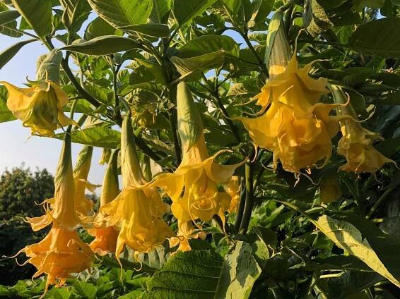 MISS HELLEN | Brugmansia