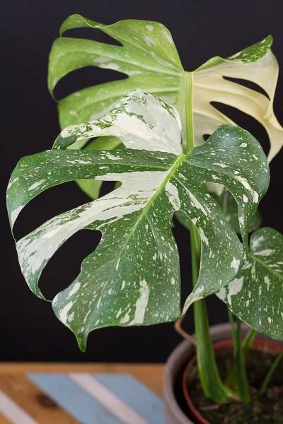 Monstera deliciosa ’Thai Constellation’ XL (vysoký stupeň panašovania) - Image 3